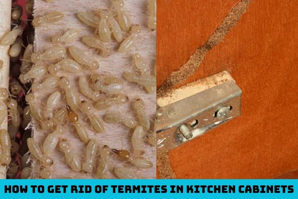 How to Get Rid of Termites in Kitchen Cabinets